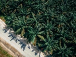 Jambi: Harga TBS Sawit 24–30 Oktober Turun Rp 59,89/kg