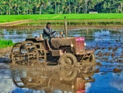 Di Sergai Padi Menghitam Usai Banjir, Bulog & Kilang Tolak Beli