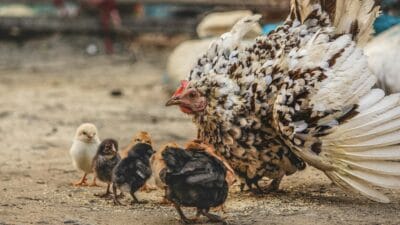 Ilustrasi peternakan ayam di Indonesia