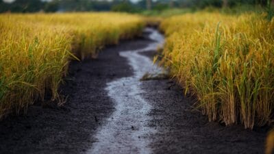 Harga Pangan Sumut: Surplus Beras–Cabai dan Tren Penurunan Harga Nasional