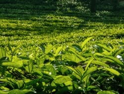 Kerinci: Pabrik Teh Kayu Aro Andalkan Mesin Tua