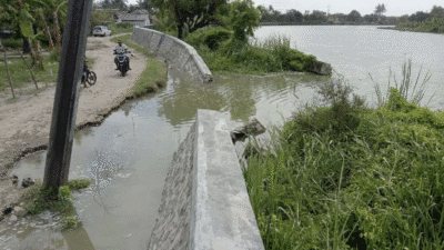Tanggul Rp 568 Juta Jebol di Muara Seberang, Kebun Warga Tergenang