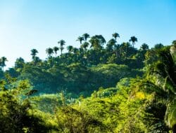 Harga TBS Sawit Turun ke Rp 3.399/kg di Sumatra Utara