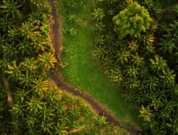 Hari Sawit Nasional: Jejaknya Dimulai dari Aceh dan Asahan