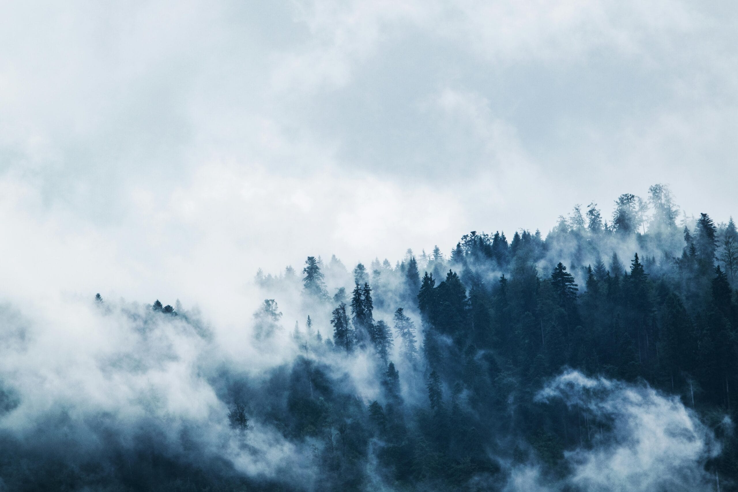 titik panas karhutla Sumatra (Photo by Lum3n: https://www.pexels.com/photo/green-pine-trees-covered-with-fogs-under-white-sky-during-daytime-167699/)