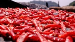 inflasi Sumbar Oktober 2025 (Photo by Jens: https://www.pexels.com/photo/pile-of-red-chilli-pepper-221140/)