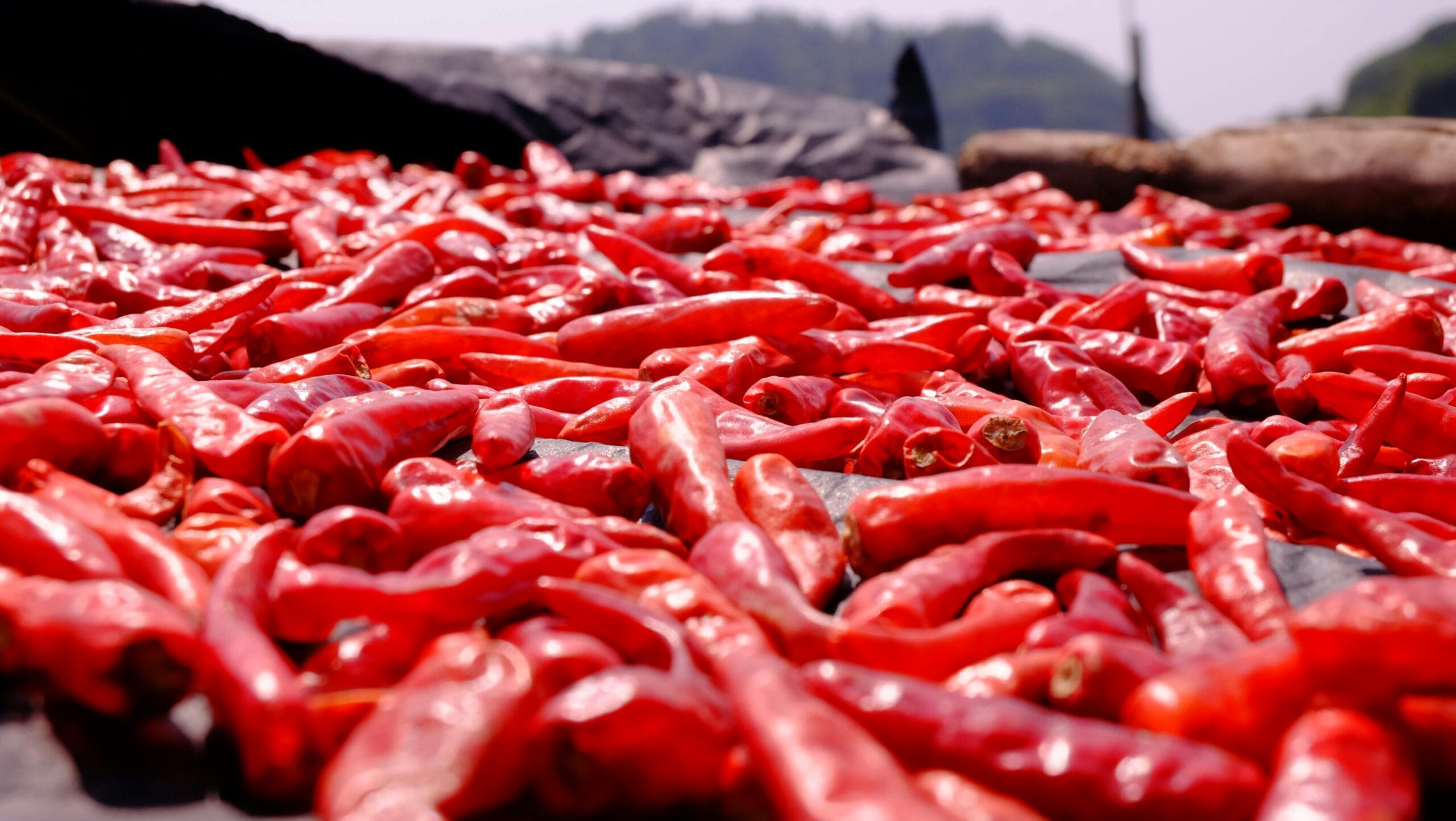 inflasi Sumbar Oktober 2025 (Photo by Jens: https://www.pexels.com/photo/pile-of-red-chilli-pepper-221140/)