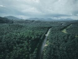 Harga TBS Sawit Riau 5–11 Nov: Plasma Rp 3.553,84; Swadaya Rp 3.509,09