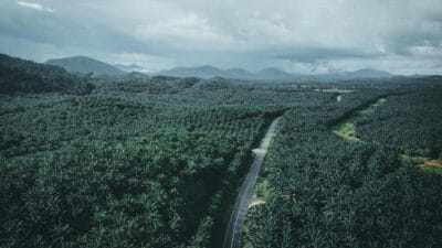 Harga TBS Sawit Riau 5–11 Nov: Plasma Rp 3.553,84; Swadaya Rp 3.509,09