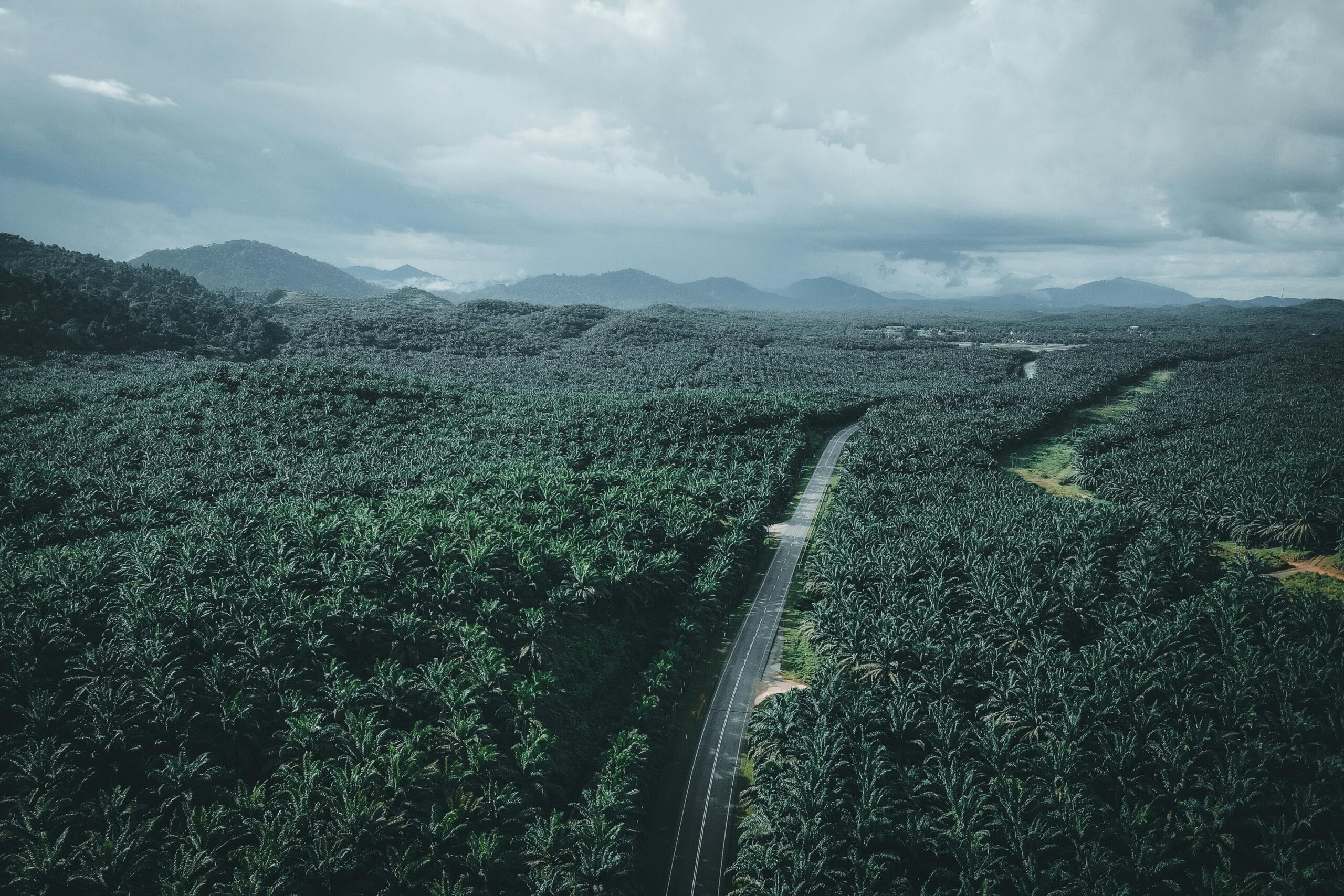 harga TBS Riau 5–11 November 2025 (Photo by Pok Rie: https://www.pexels.com/photo/aerial-photography-of-a-road-in-between-green-trees-10269227/)