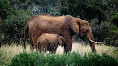 1.585 hektare habitat gajah Sumatra Bengkulu (ROMAN ODINTSOV)
