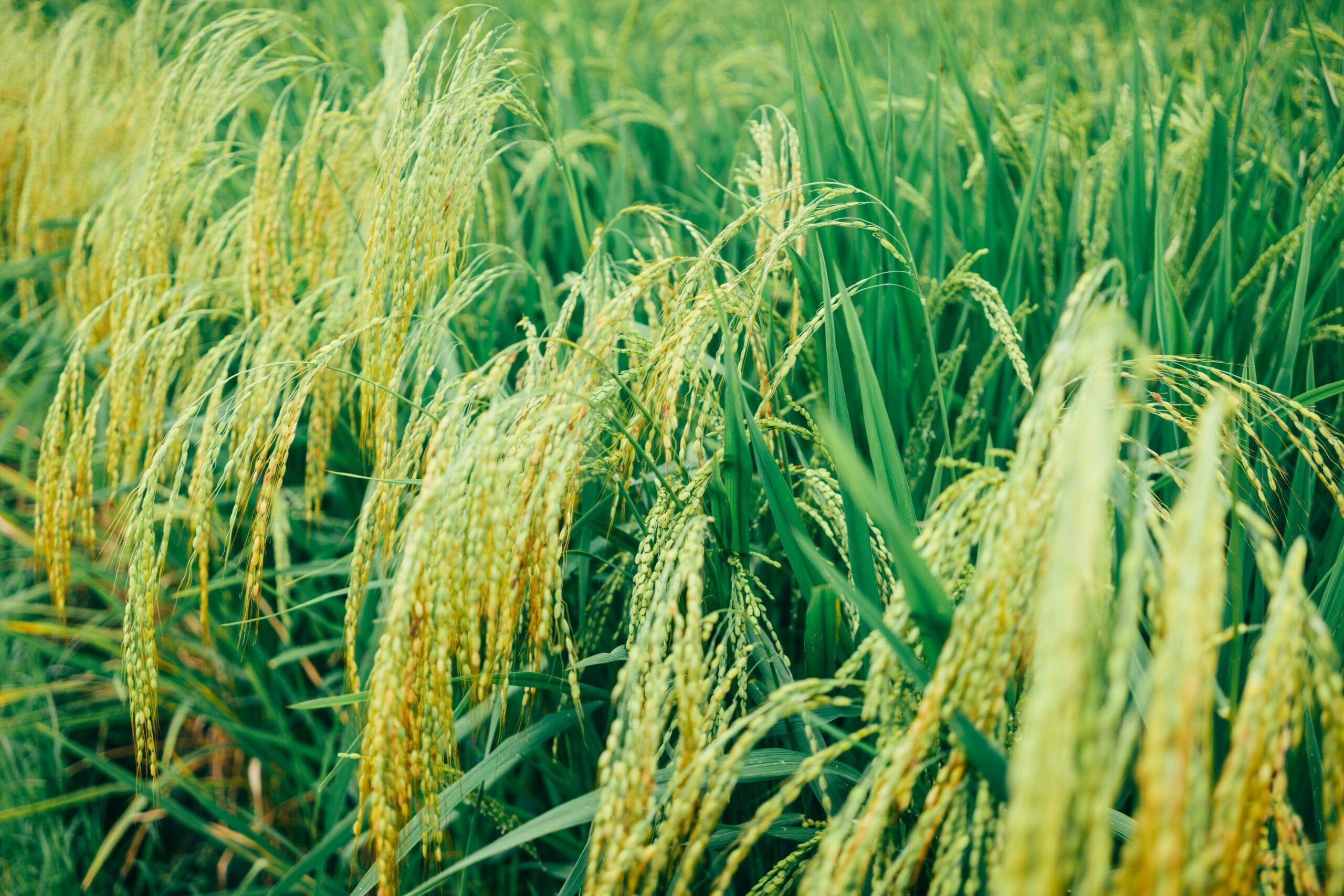 Bulog Sumut beras SPHP 2025 (Photo by Sergei A: https://www.pexels.com/photo/close-up-photo-of-rice-plains-2589457/)