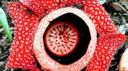 Rafflesia arnoldii (Photo by T Ken: https://www.pexels.com/photo/close-up-of-rafflesia-flower-15695205/)