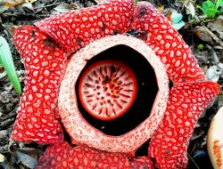 Setelah 13 Tahun, Rafflesia Hasseltii Langka Mekar di Sumbar