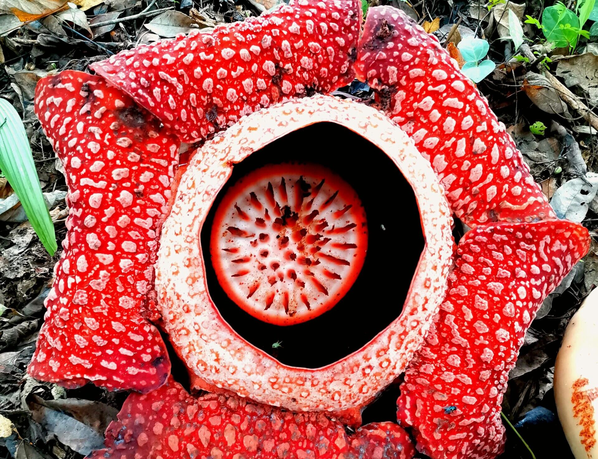 Rafflesia arnoldii (Photo by T Ken: https://www.pexels.com/photo/close-up-of-rafflesia-flower-15695205/)