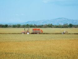 Harga Beras Tertinggi Nasional, Pasar Murah & Operasi Bulog Diperkuat