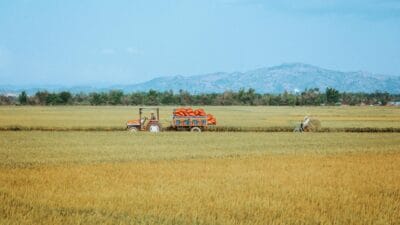 Harga Beras Tertinggi Nasional, Pasar Murah & Operasi Bulog Diperkuat