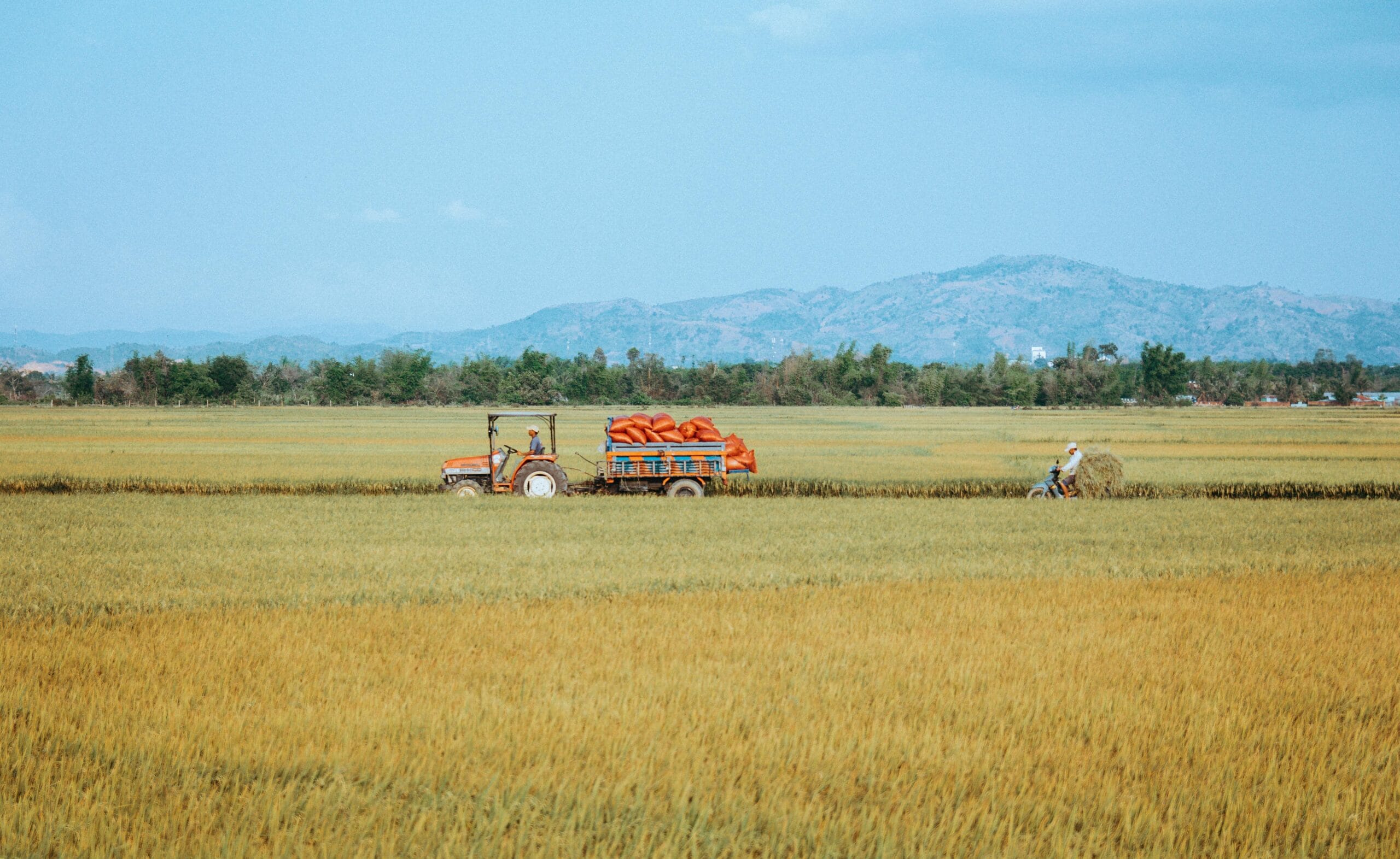 Harga beras Sumatera Barat (Photo oleh Thái Trường Giang)