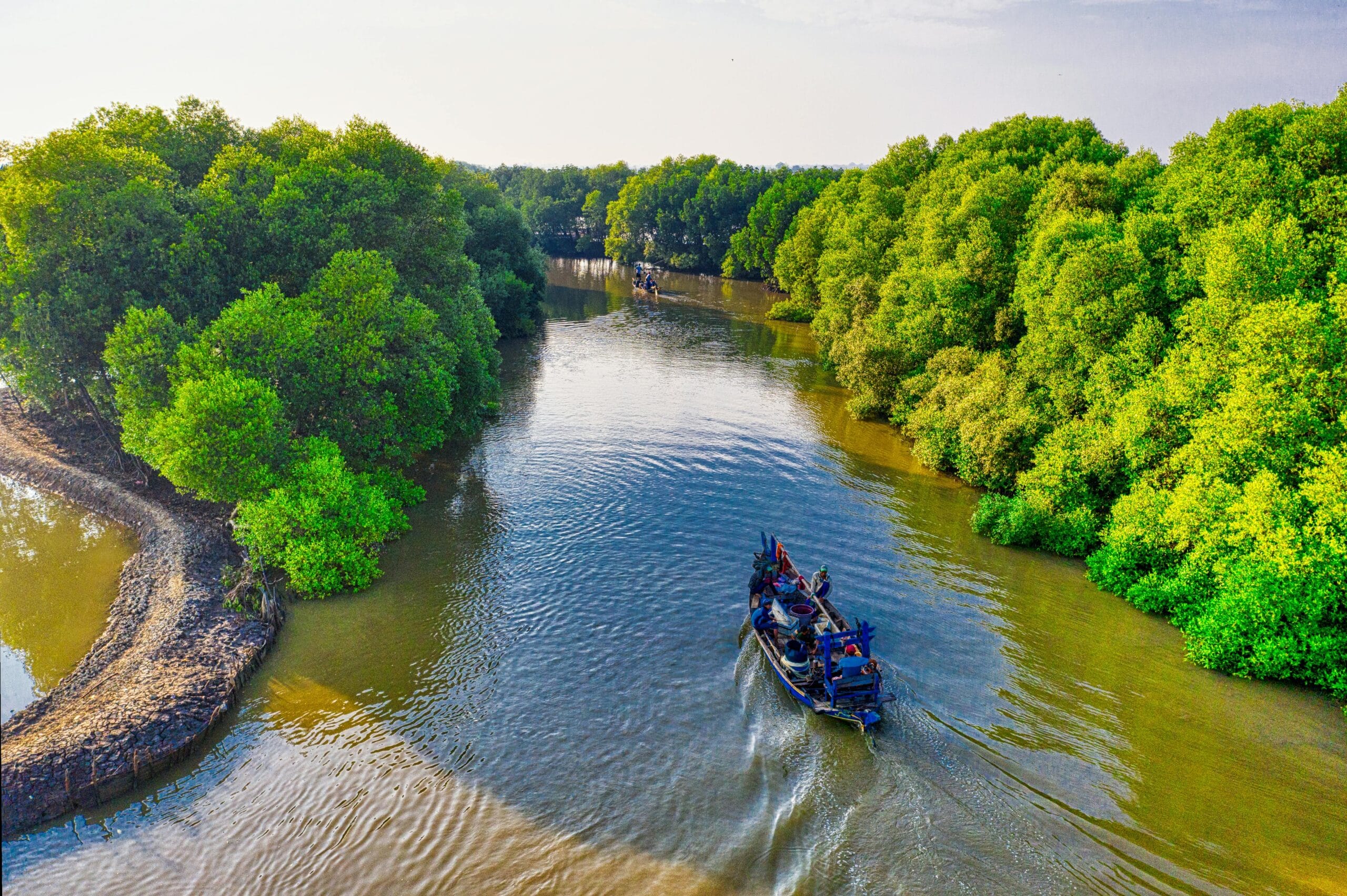 Pelatihan konservasi mangrove Bengkulu (Tom Fisk)