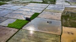 Potensi banjir Aceh November 2025 (Tom Fisk)