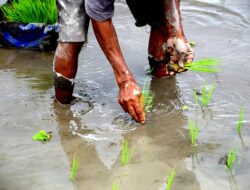 Kementan Dorong Padat Karya Pulihkan Pertanian Aceh–Sumut–Sumbar