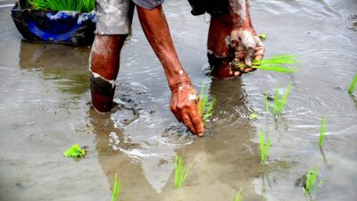 Kementan Dorong Padat Karya Pulihkan Pertanian Aceh–Sumut–Sumbar