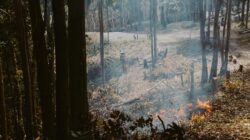 Ilustrasi karhutla Riau (cottonbro studio)