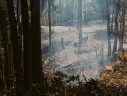 Karhutla Riau Capai 126,22 Ha, Bengkalis Terluas