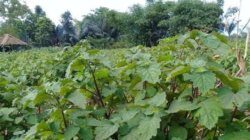 Pelatihan Produksi dan Pengemasan Sabun Minyak Nilam