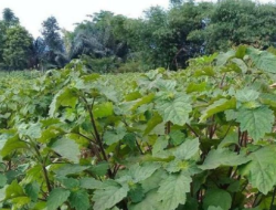 Program Peningkatan Ekonomi Kreatif Melalui Pelatihan Produksi dan Pengemasan Sabun Minyak Nilam