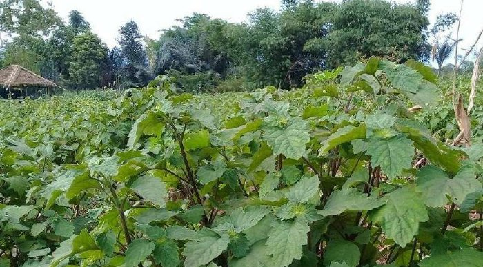 Pelatihan Produksi dan Pengemasan Sabun Minyak Nilam