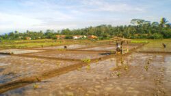 Sumatra Masuk Prioritas Sawah Dilindungi