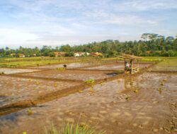 Sumatra Masuk Prioritas Sawah Dilindungi