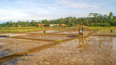 Lahan sawah dilindungi Sumatra (Ruyat Supriazi)