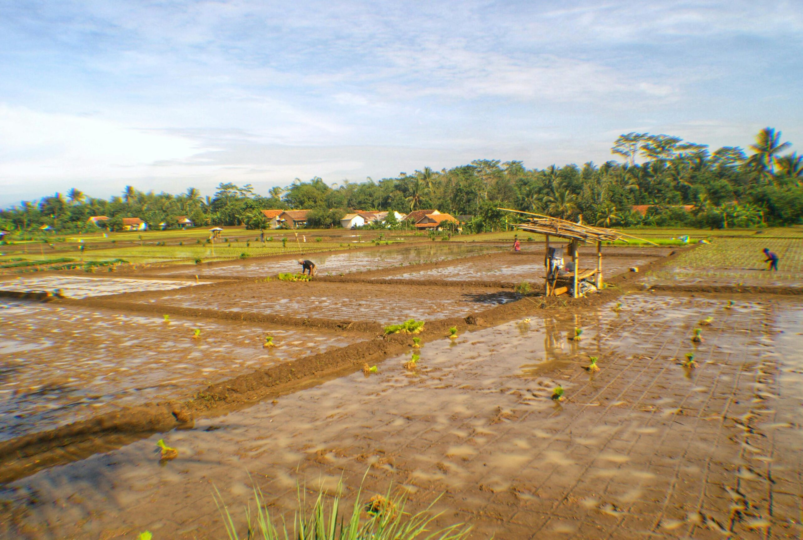 Lahan sawah dilindungi Sumatra (Ruyat Supriazi)