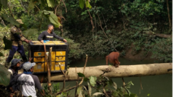 Orangutan Sumatera Langkat (Kementerian Kehutanan)