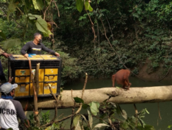 Orangutan Sumatera Dievakuasi di Langkat