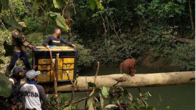 Orangutan Sumatera Langkat (Kementerian Kehutanan)