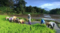 Tanam sawah (Andreas Suwardy)