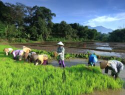 Sumbar Pusatkan Tanam Serentak di Agam