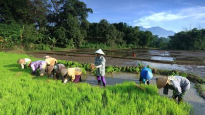 Sumbar Pusatkan Tanam Serentak di Agam