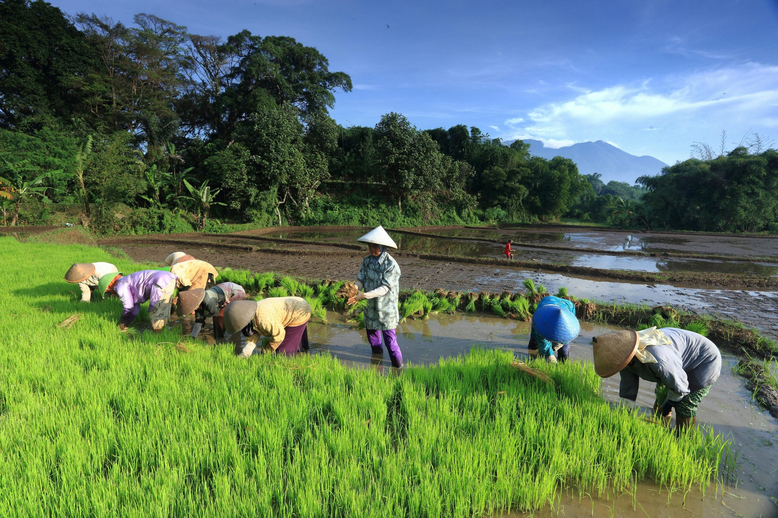 Tanam sawah (Andreas Suwardy)