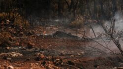 Ilustrasi karhutla (Engin Akyurt)