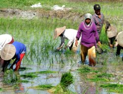 Padang Mulai Rehabilitasi Sawah Pascabanjir