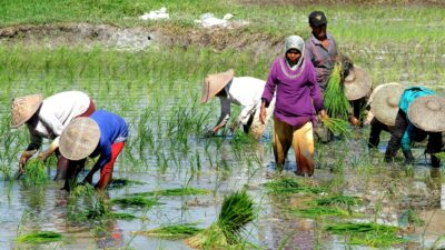 Rehabilitasi sawah Padang (hartono subagio)
