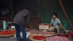 Cabai Karo (Muhammad Ilyasa)