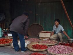 Karo Beli Cabai Petani, ASN Turun Langsung