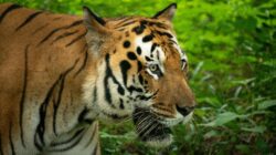 Bengkalis harimau sumatra Duri Field (Mohan Kumar)