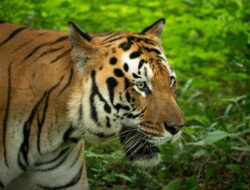 Bengkalis Siaga Usai Harimau Muncul di Duri Field