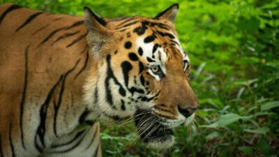 Bengkalis harimau sumatra Duri Field (Mohan Kumar)